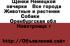 Щенки Немецкой овчарки - Все города Животные и растения » Собаки   . Оренбургская обл.,Новотроицк г.